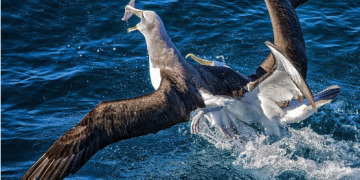 Orcas Bremer Bay: Your Guide to Whale Watching in Dunsborough, Western Australia