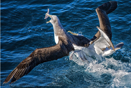 Orcas Bremer Bay: Your Guide to Whale Watching in Dunsborough, Western Australia