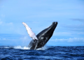 Best Times and Places for Whale Watching: A North American Adventure