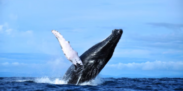 Best Times and Places for Whale Watching: A North American Adventure