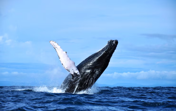 Best Times and Places for Whale Watching: A North American Adventure