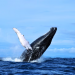 Best Times and Places for Whale Watching: A North American Adventure